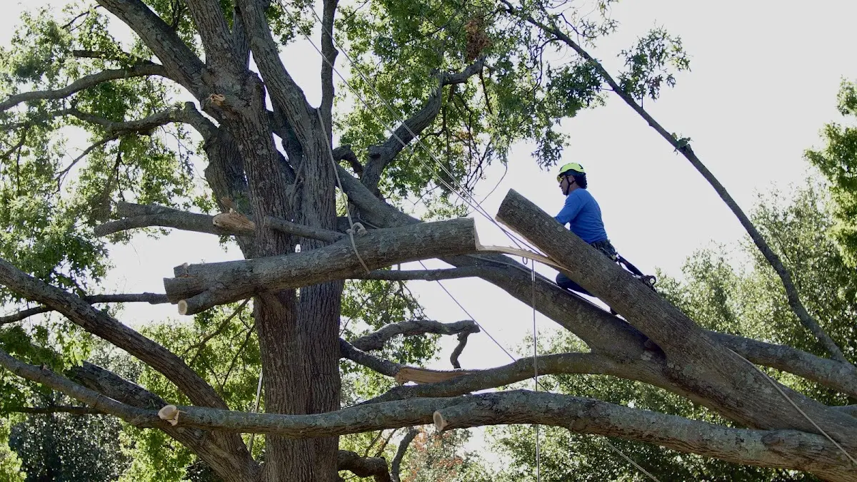 Professional Crown Thinning performed by certified arborists in Elfrida